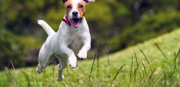 Dogs petplan
