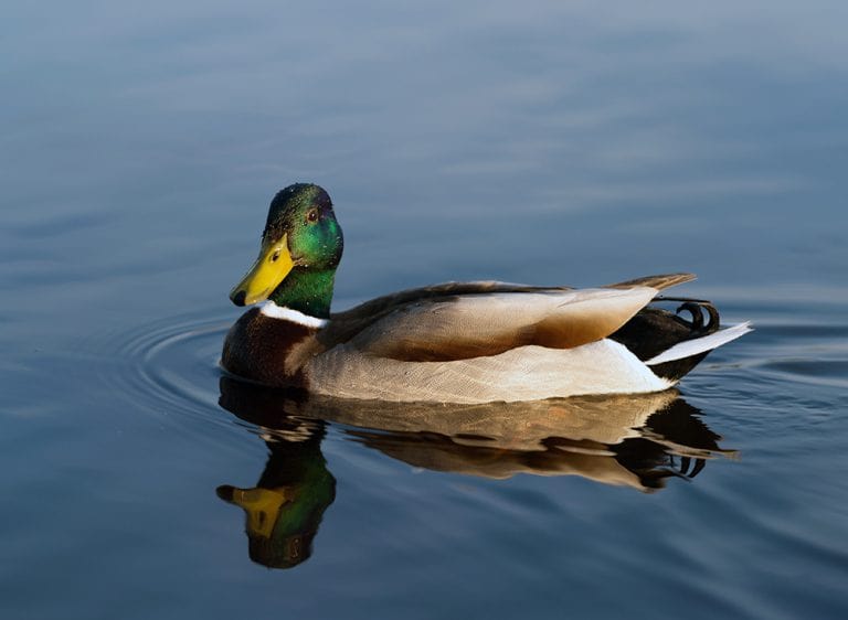 Duck WWT
