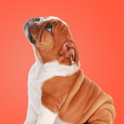 Good boy petplan