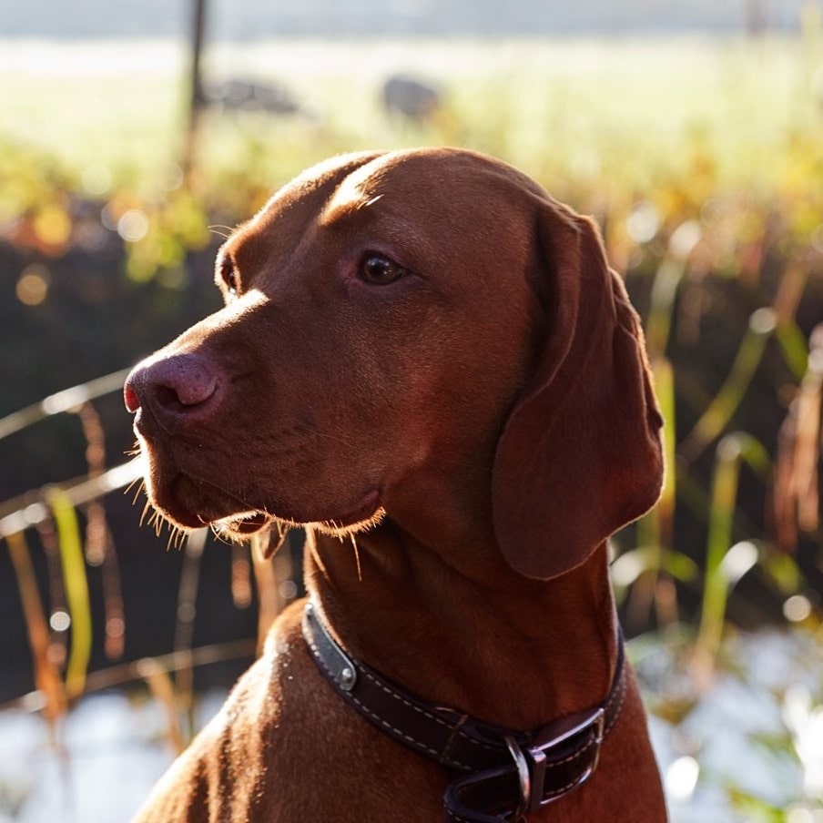 Pet insurance review
