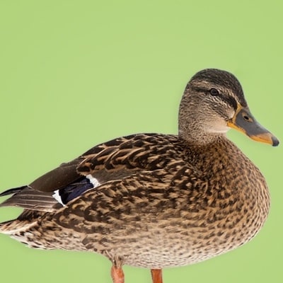 Quack Quack WWT