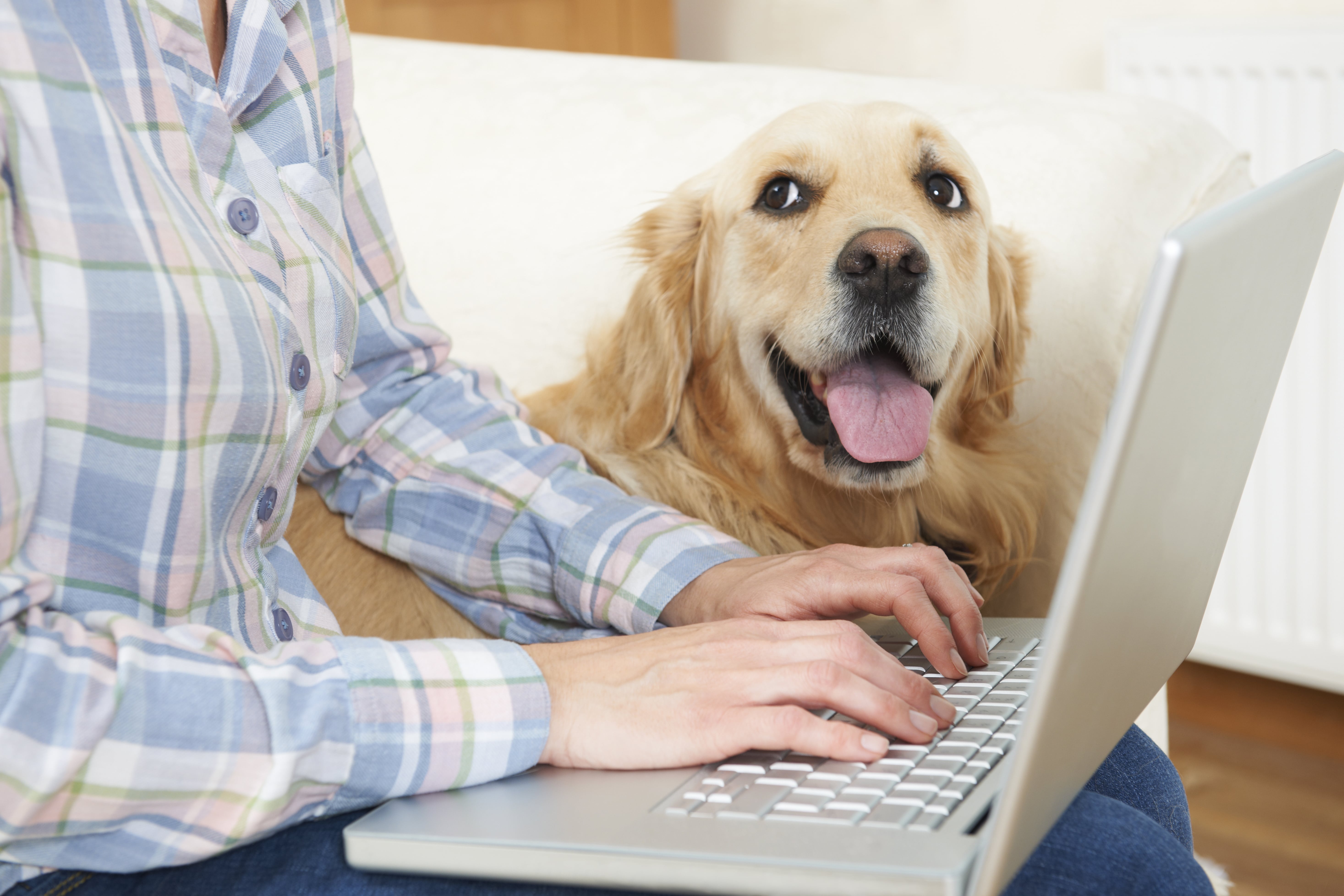 dog sitting next to owner