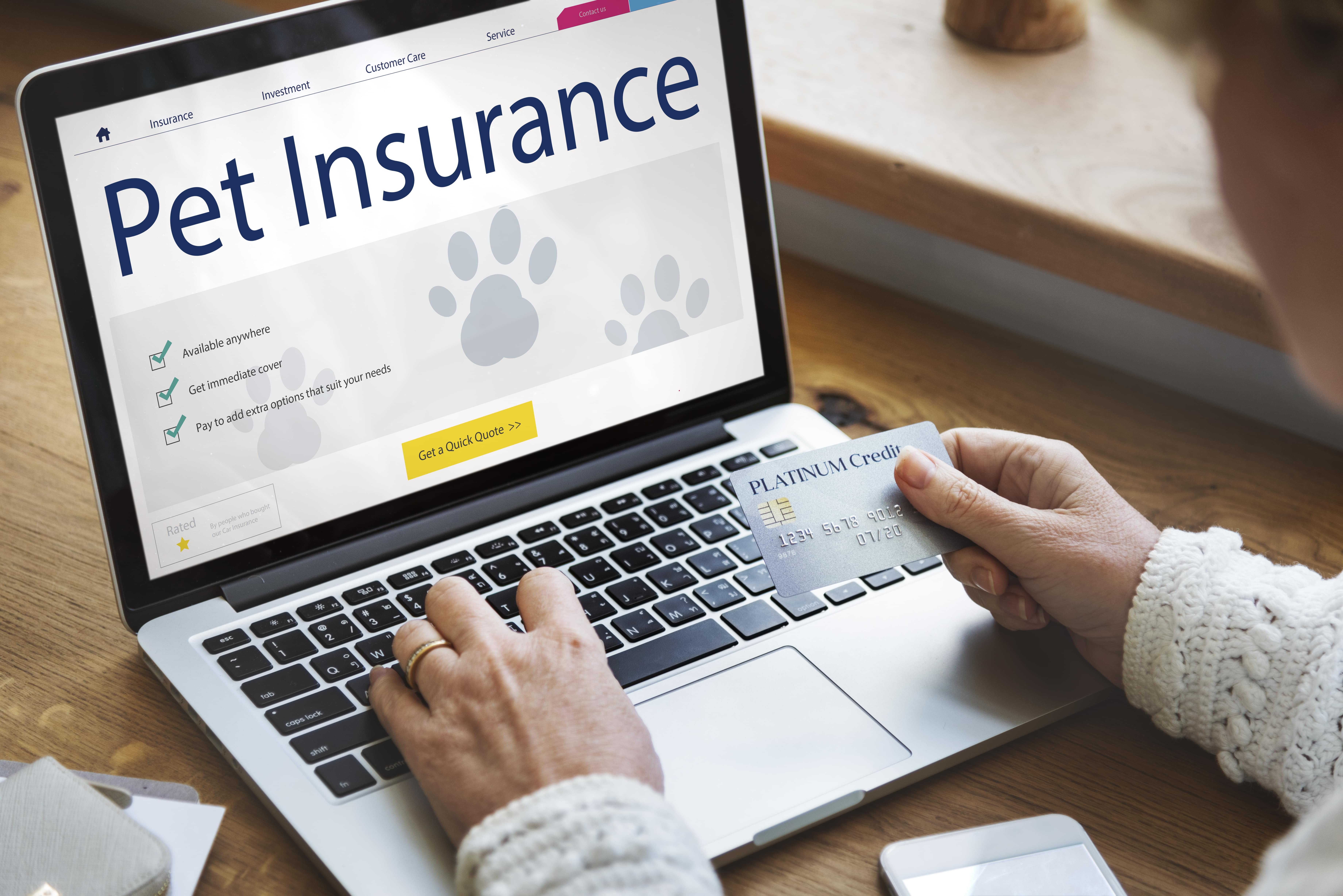 pet insurance search